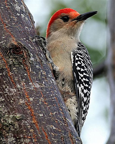 Red Bellied Woodpecker Photograph by Ira Runyan