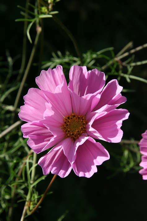 Pretty Pink Flower Free Photo Download Freeimages