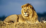 leon echado - Buscar con Google Lion Hd Wallpaper, Tier Wallpaper ...