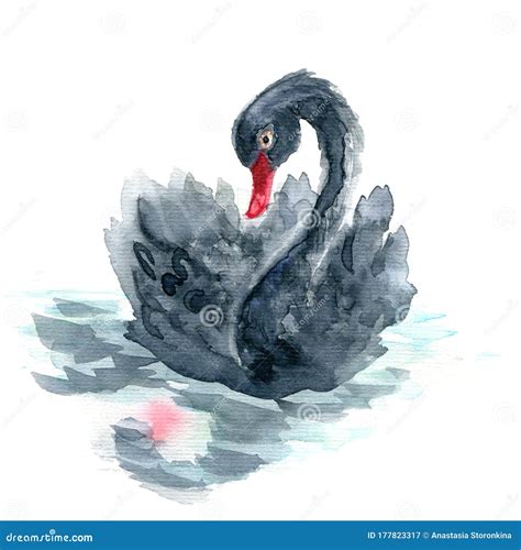 Black Swan Hand Drawn Watercolor Illustration Stock Image Image Of
