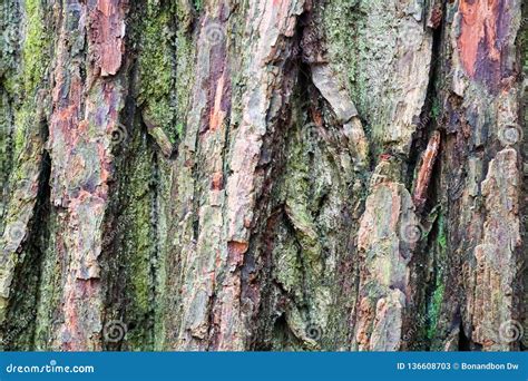 Close Up Of Old Tree Bark Stock Image Image Of Detail 136608703