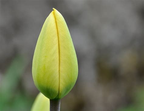 Darmowy Obraz Ogr D Li Kwiat Natura Lato Tulipan Ro Lina Kwiat