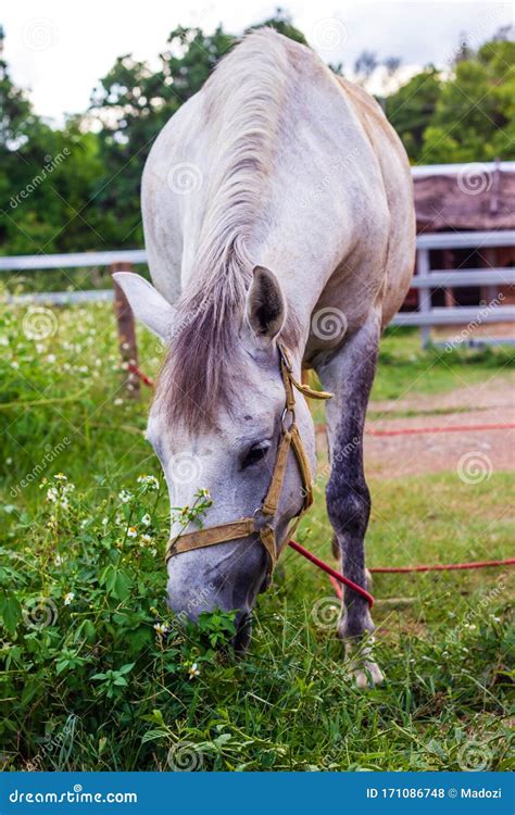 Horse Eating Grass Stock Photo Image Of Grass Eating 171086748