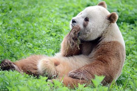This Adorable Brown Panda Is The Only One In The World Pulptastic