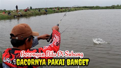 Umpan Bikin Pegel Tangan Mancing Borongan Nila Di Subang Youtube