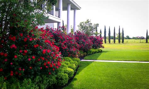 Double Knockout Roses The Most Popular Rose The Tree Center™