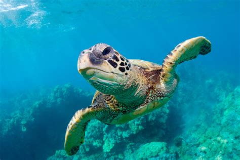 Sea Turtle Word Search Crossword Puzzle And More