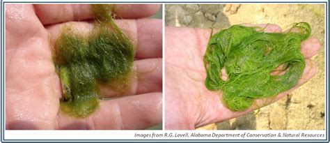 Filamentous Algae Kentucky Department Of Fish And Wildlife