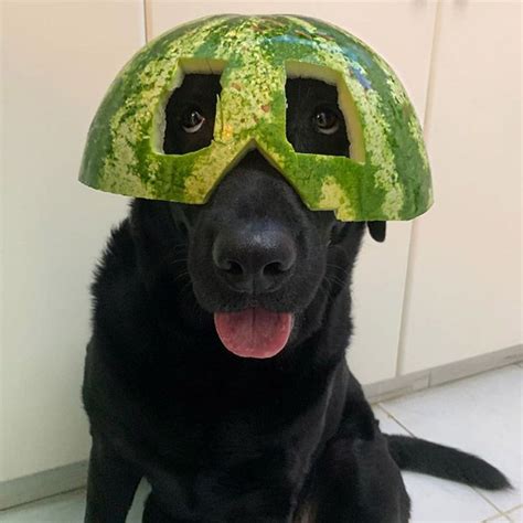 21 Cute Dogs Wearing Watermelon Helmets Cute Animals Images Dog Wear