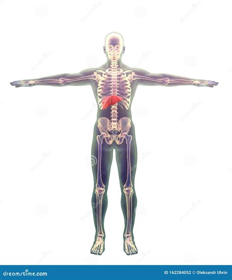 Liver On The Models Of Human Body Stock Illustration Illustration Of
