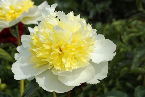 Paeonia Honey Gold De Vroomen Garden Products Professional