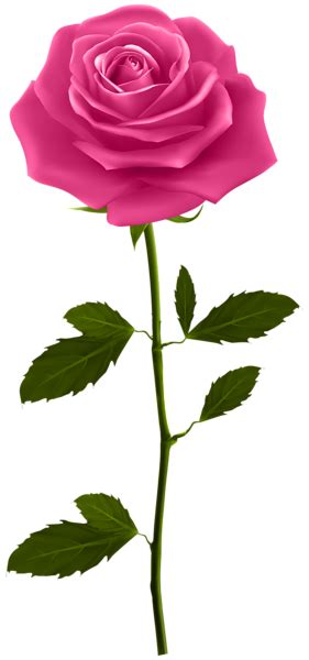 Pink Rose With Stem Png Clip Art Image Rose Flower Png Purple Roses