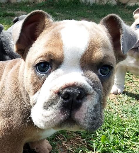 English Bulldog Puppies For Sale | Norco, CA #291837