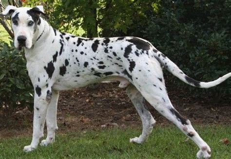 Black And White Great Dane Black And White Great Dane White Great