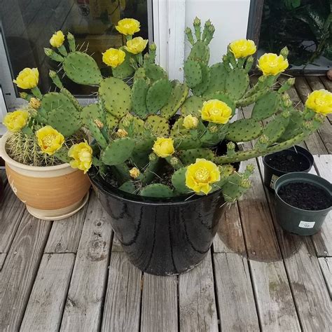 Opuntia Humifusa Eastern Prickley Pear Cactus In Gardentags Plant