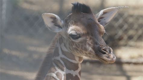 New Baby Giraffe Born At The Dallas Zoo