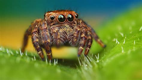 Not So Creepy Crawlies Incredible Close Up Portraits Of Spiders