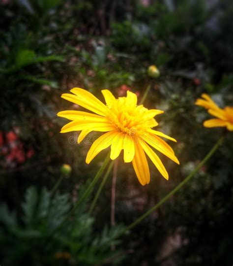 Un suolo troppo bagnato o troppo secco non giova alle visita :. Il Fiore Del Tipo Di Margherita Immagine Stock - Immagine ...