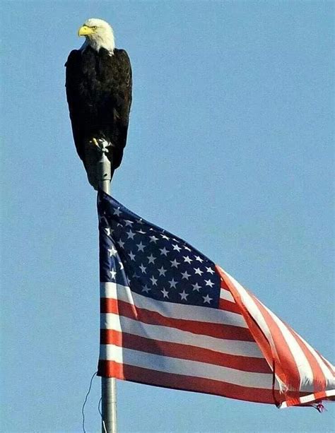 Eagle Perched On A Flagpole Bald Eagle American Flag Pictures