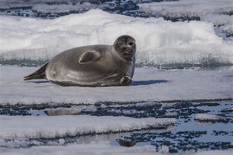 The Different Types Of Seals Worldatlas