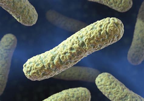 Rod Shaped Bacteria Artwork Photograph By David Mack Pixels