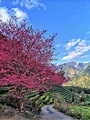 九族枝垂櫻山櫻花爭妍 草坪頭櫻花李花上演「紅白對抗」 - 生活 - 中時