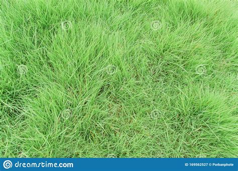 Nature Green Grass Texture For Background Stock Image Image Of Meadow Outdoor 169562527