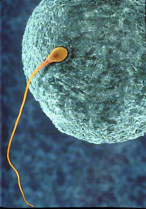 How Healthy Is Donated Sperm The Star