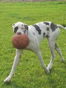Great dane puppy for sale near kentucky, scottsville, usa. Harlequin (Lightly Marked) Male Great Dane Puppy *PRICE ...