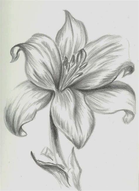Google Image Result for http://fc04.deviantart.net/fs70/f ... It remains to remove the extra contours and draw the petals in detail.