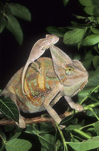 Adult Female Veiled Chameleon Telegraph