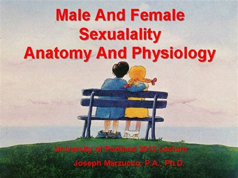 Male And Female Sexualality Anatomy And Physiology University