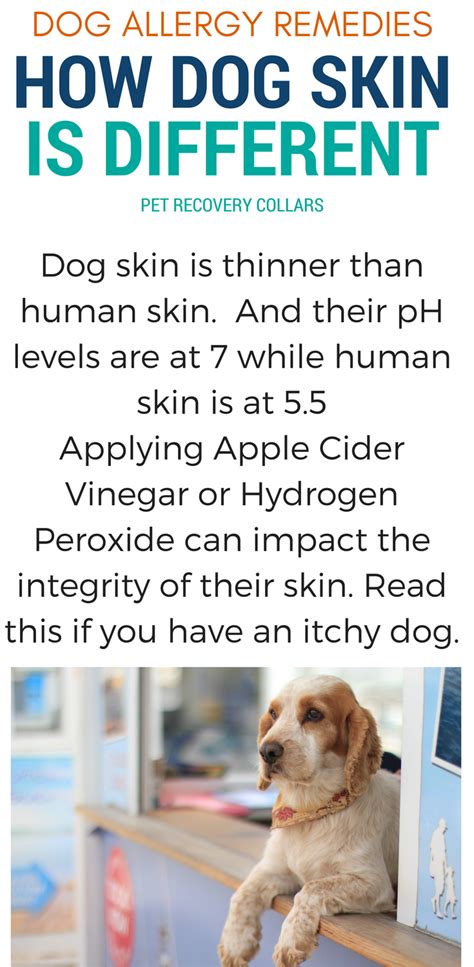 Dog Allergies And Knowing The Skin Ph Balance Dog Allergies Dog