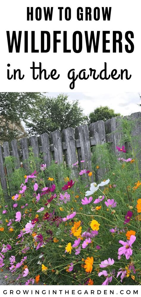 How To Grow Wildflowers Growing In The Garden Grow Wildflowers