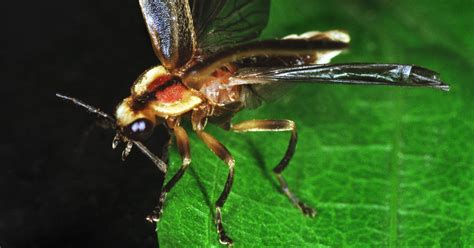 Will Firefly Proudly Glow As Indianas State Insect