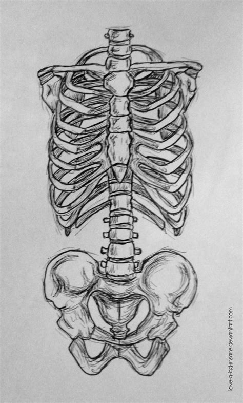Ribcage And Pelvis Sketch By Art By Gadi On Deviantart