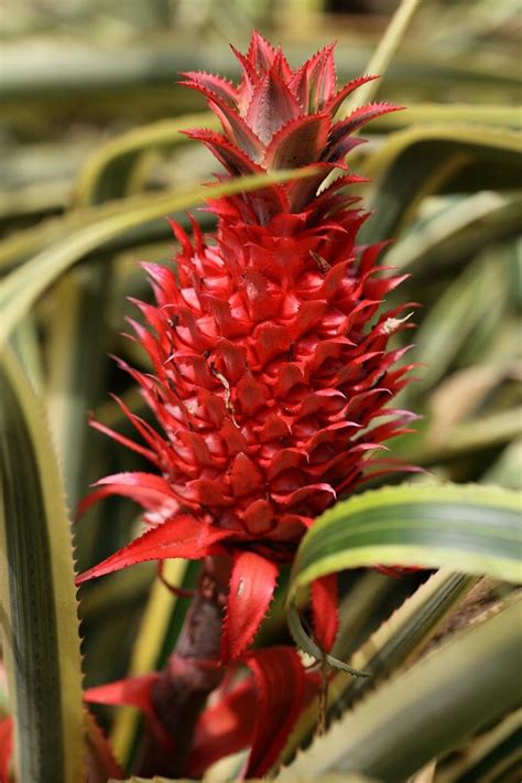 The Most Well Known Of All Bromeliads The Pineapple Amazing Flowers