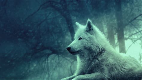10 Latest Cool Wolf Backgrounds Light Full Hd 1920×1080 For Pc