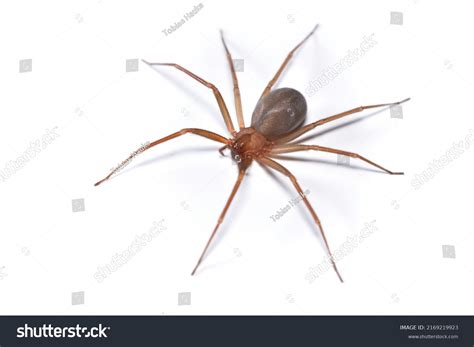 Closeup Picture Female Mediterranean Recluse Spider Stock Photo