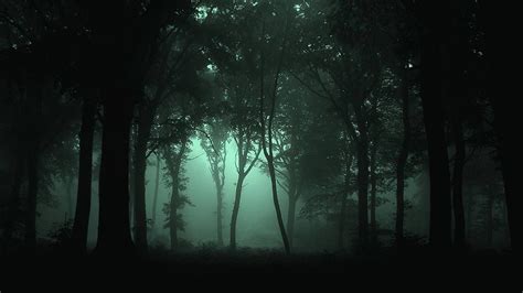 Dark Forest Wallpapers Wallpaper Cave