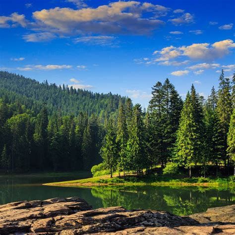 Pine Forest And Lake Near Mountain In Morning Stock Image Image Of