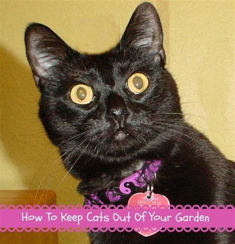 Barring that, coke murphy suggests you can also sprinkle diluted lemon juice or orange oil on foliage, he says, much like the citrus peel trick for your sandbox. 10 Tips To Keep Cats Out Of Your Garden - Food Storage Moms