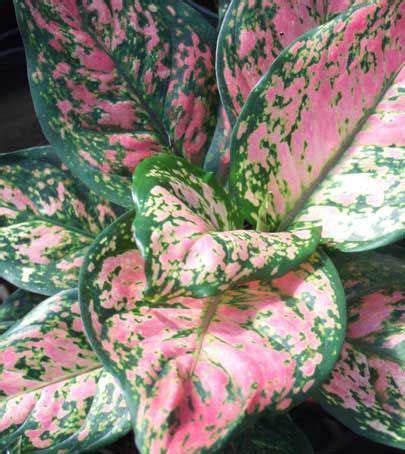 These plants are very colorful, and very cool. Afbeeldingsresultaat voor pink/green pattern ...