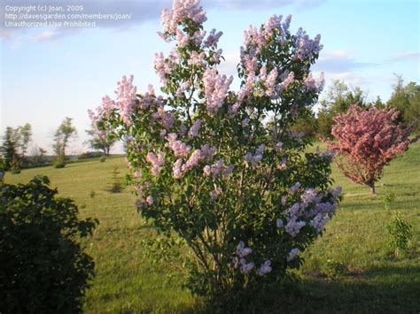 Plantfiles Pictures Common Lilac French Lilac Syringa Vulgaris By Paani
