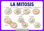 ¿Qué es la Mitosis? Las 4 Fases de la Mitosis explicadas