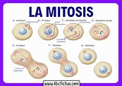 La mitosis y sus partes o fases - ABC Fichas
