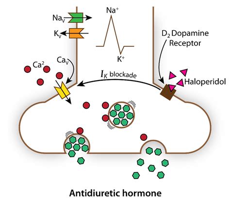 A Siadh As An Adverse Drug Reaction B Peptidergic Nerve Terminals