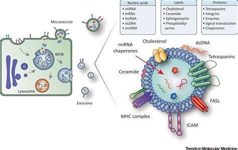 Immune Cell Derived Extracellular Vesicles Functions And Therapeutic