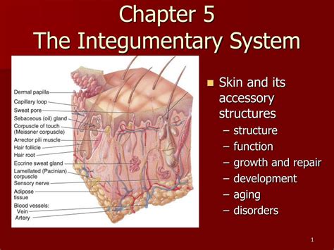 Integumentary System Major Organs