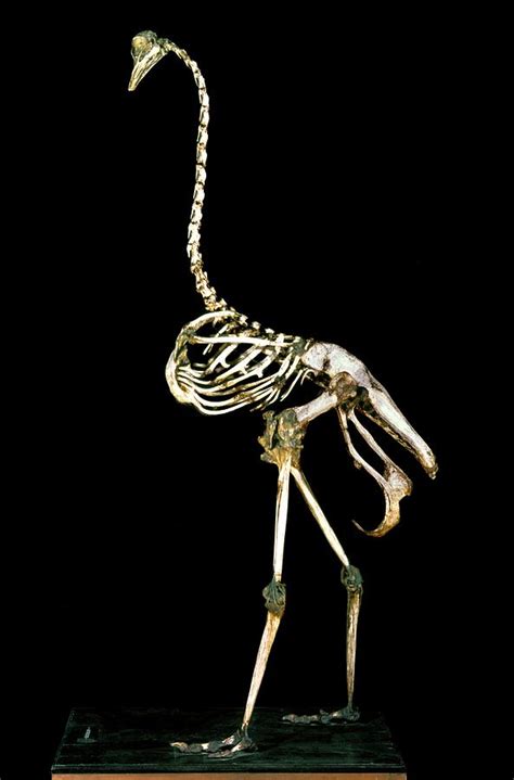 19th Century Ostrich Skeleton Photograph By Patrick Landmannscience